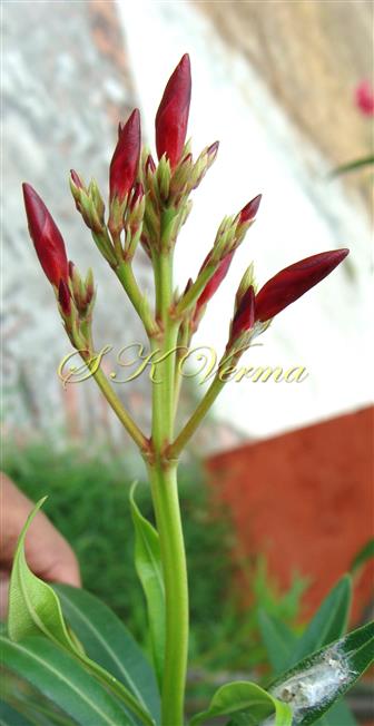  Inflorescence